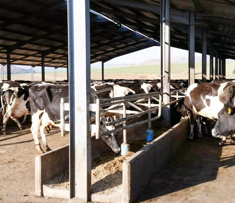 Tavuk yetiştirme için prefabrik modern hafif çelik yapı binası Tavuk kulüpleri Sığır ahırları